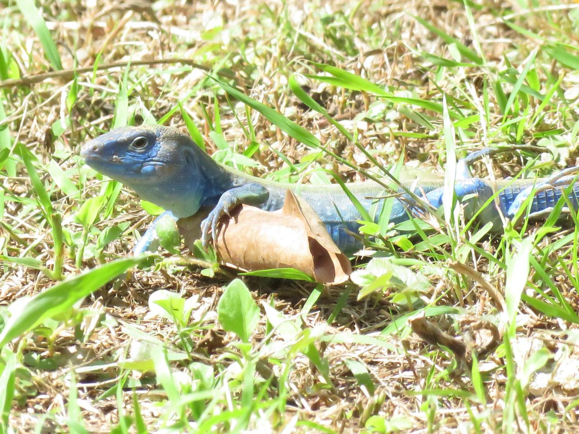 فيلا Blue Lizard House San Andrés المظهر الخارجي الصورة